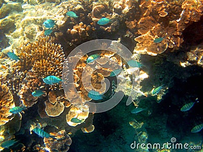 Fish and Coral, Great Barrier Reef, Australia