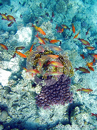 Fish and coral reef