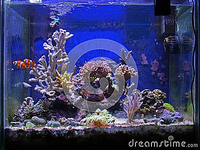 Fish and coral tank