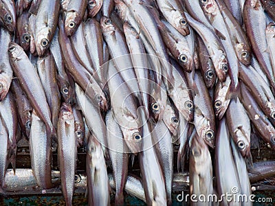 Fish on deck factory vessel