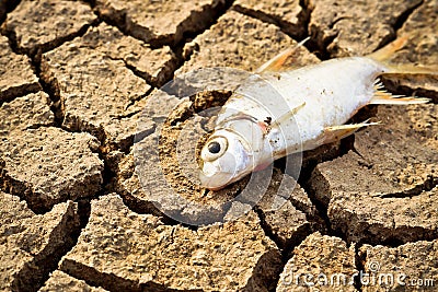 Fish died on cracked earth