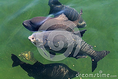 Fish eating on water