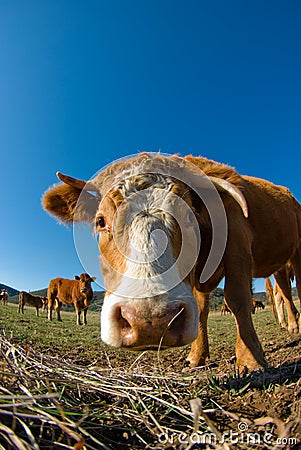 Fish-eye lens view of cow head
