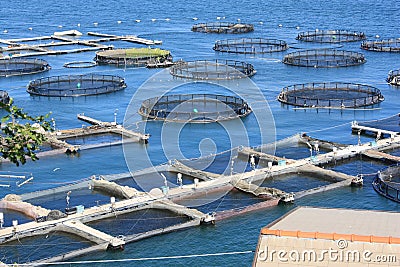 Fish farm in La Spezia Italy