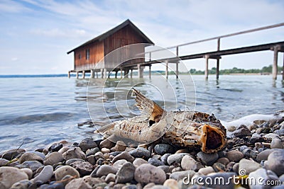 Fish and fishermans house