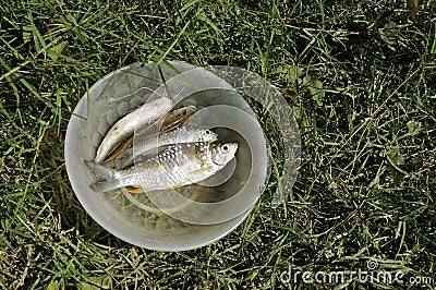 Fish Fresh Water Grass Outdoor Bowl