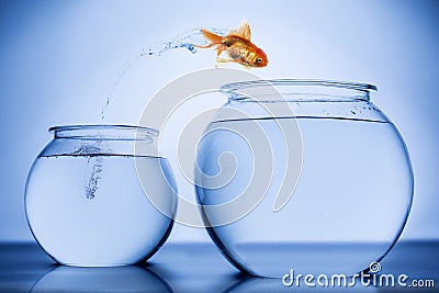 Fish happily jumping