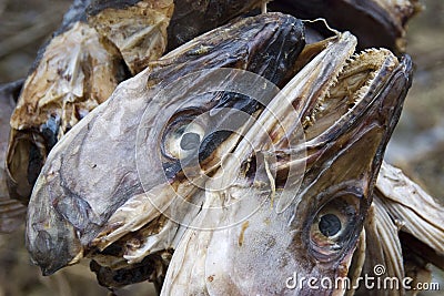 Fish heads hung to dry.