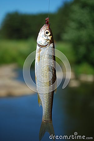 Fish on hook and line - Stock Image - Everypixel