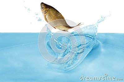 Fish in jump