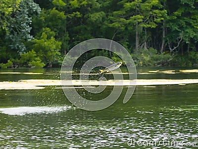 Fish jumping out of water