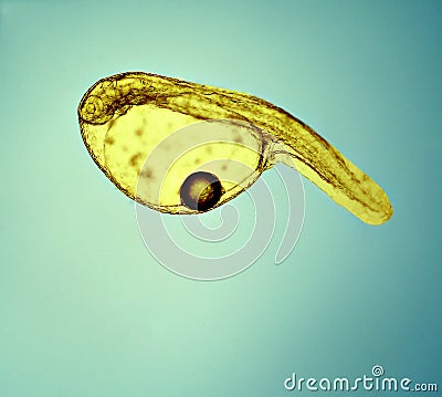 Fish larva just after hatching