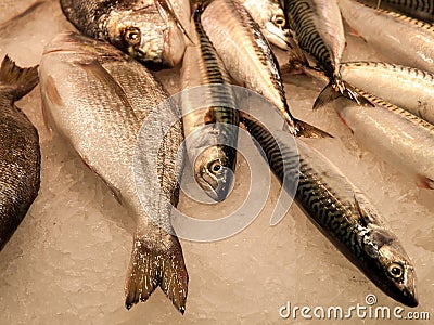 Fish at the market