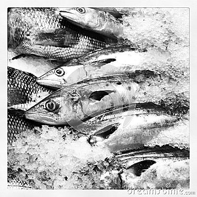 Fish at The Market in Black & White