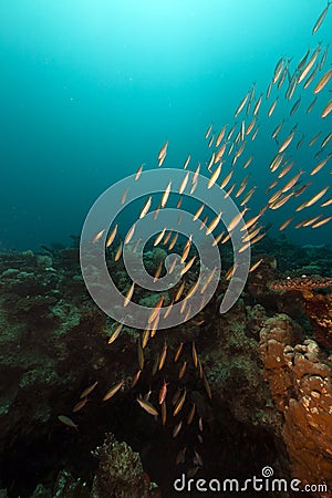 Fish and ocean in the Red Sea.