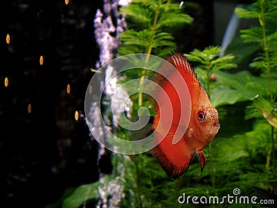 Fish - orange Discus