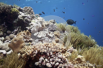 Fish over Coral reef, australia