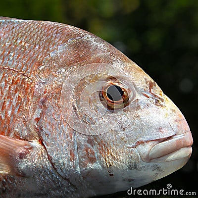 Fish: Red Snapper head close up