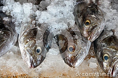 Fish For Sale Packed in Ice