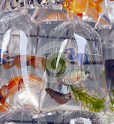 Fish for sale in plastic bags