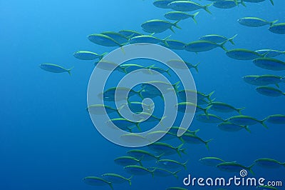 Fish school in the big blue
