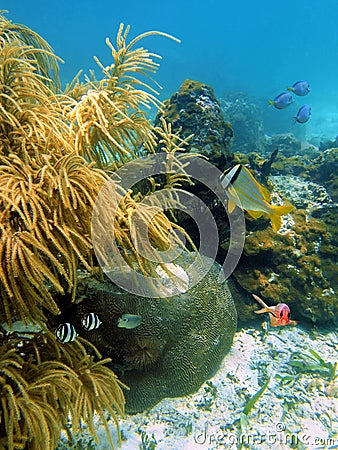 Fish with sea plume and hard coral