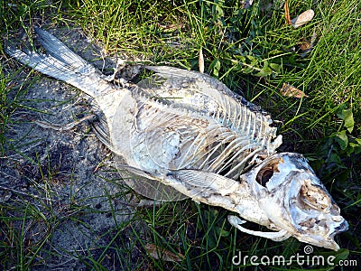 Fish skeleton