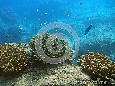 Fish swimming in coral reef