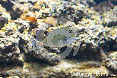 Fish swimming underwater