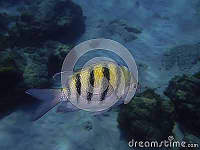 Fish Underwater in the Ocean