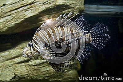 Fish-zebra