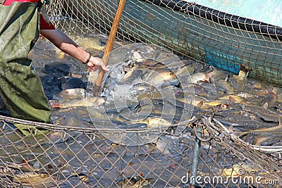 Fisherman catches a fish