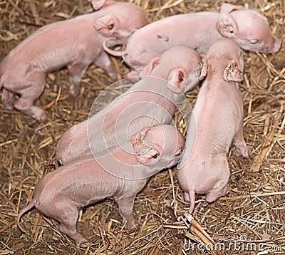 Five baby newborn pigs