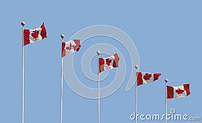 Five Canadian flags on poles isolated