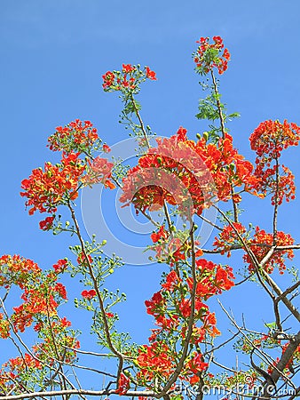 Flame tree