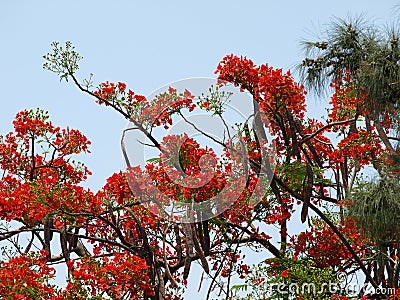 Flame Tree