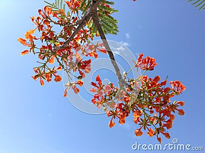 Flame tree