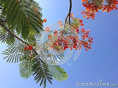 Flame tree