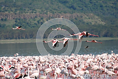 Flamingo In Flight