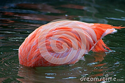 Flamingo no head