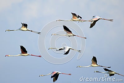 Flamingos in Flight