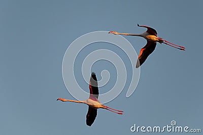 Flamingos flight