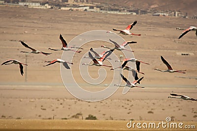 Flamingos in flight