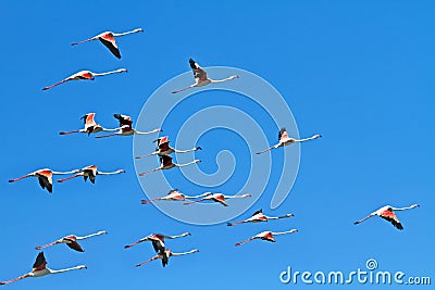 Flamingos in flight