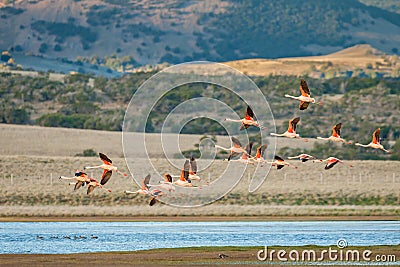 Flamingos In Flight