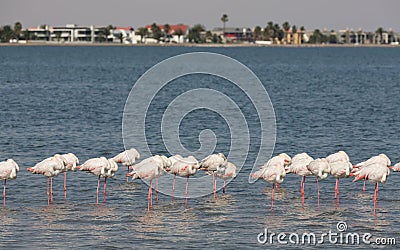 Flamingos over the water