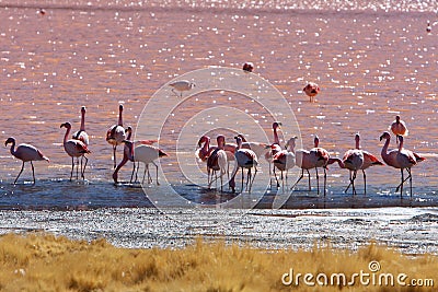 Flamingos in pink lake in bolivia