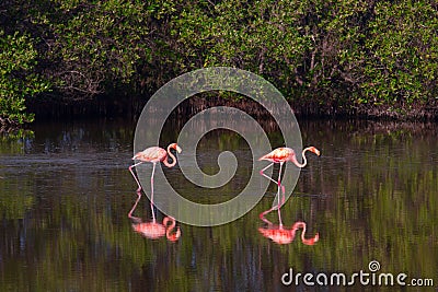 Flamingos in water in Cuba