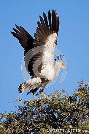 Flapping secretary bird