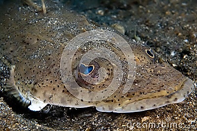 Flat fish Indonesia Sulawesi